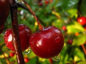 Packing de la exportadora de cerezas